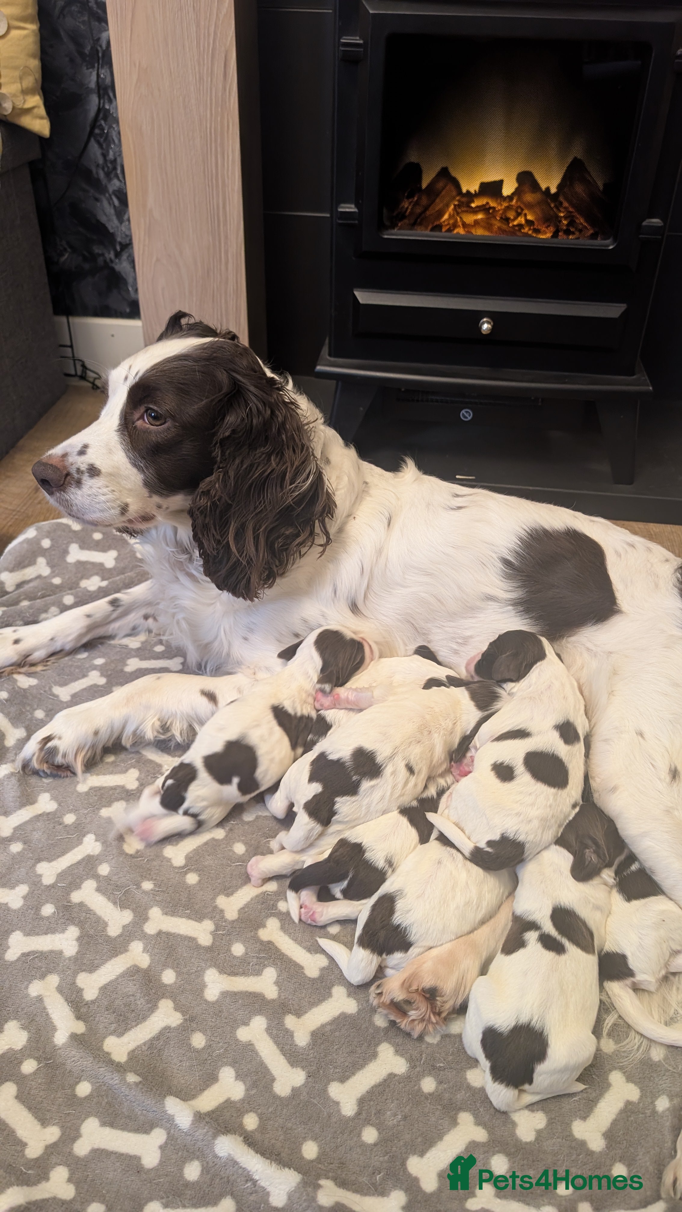 English Springer Spaniel dogs Gorgeous chunky Springer Spaniels for sale - Advert 8