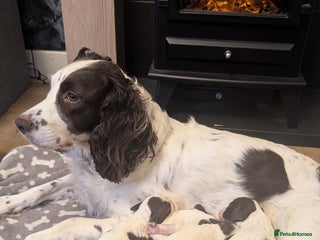 English Springer Spaniel dogs Gorgeous chunky Springer Spaniels for sale - Advert 1