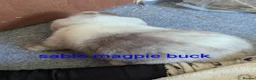 Mini Lop rabbits for sale: Pure bred minilops - Advert 17