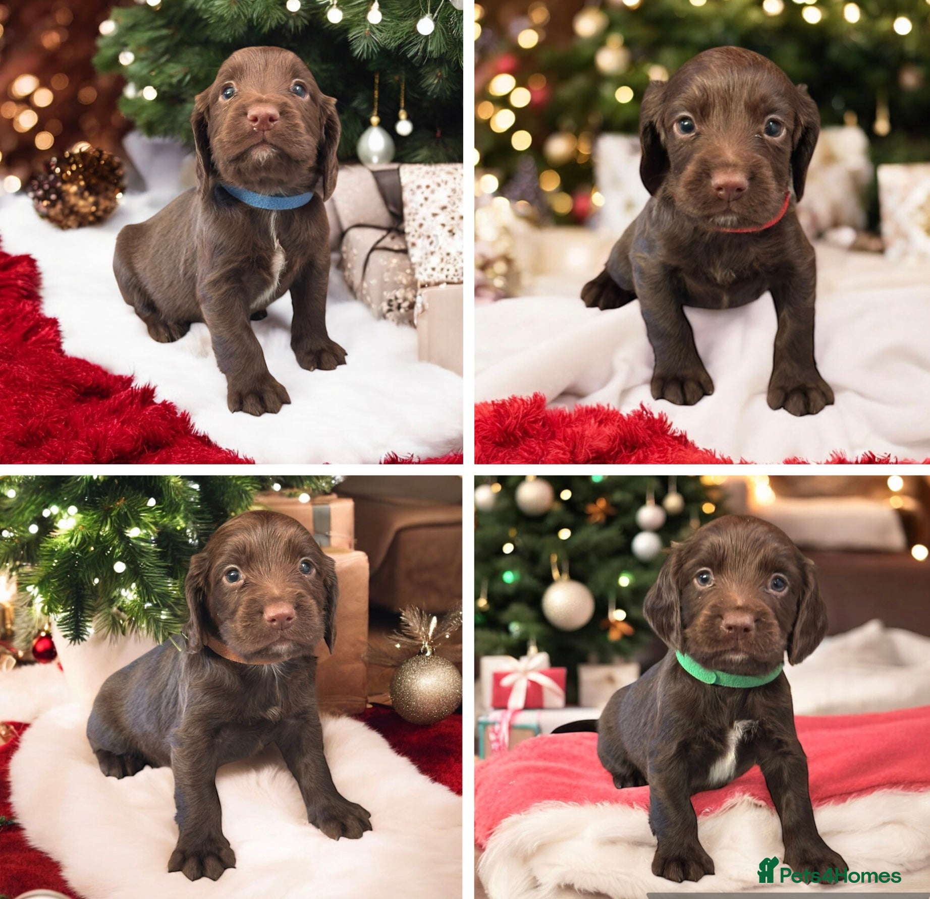 Sprocker dogs ⭐️Fully Health Tested F1 Sprocker Spaniel Puppies - Advert 3