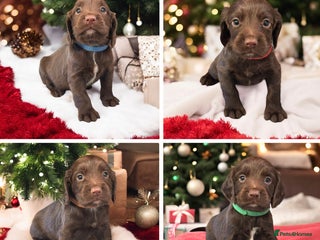 Sprocker dogs ⭐️Fully Health Tested F1 Sprocker Spaniel Puppies - Advert 3