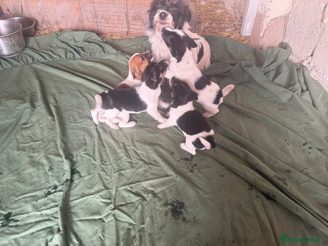 Jack Russell dogs for sale: Jack Russell puppies ready now small short legged - Advert 1