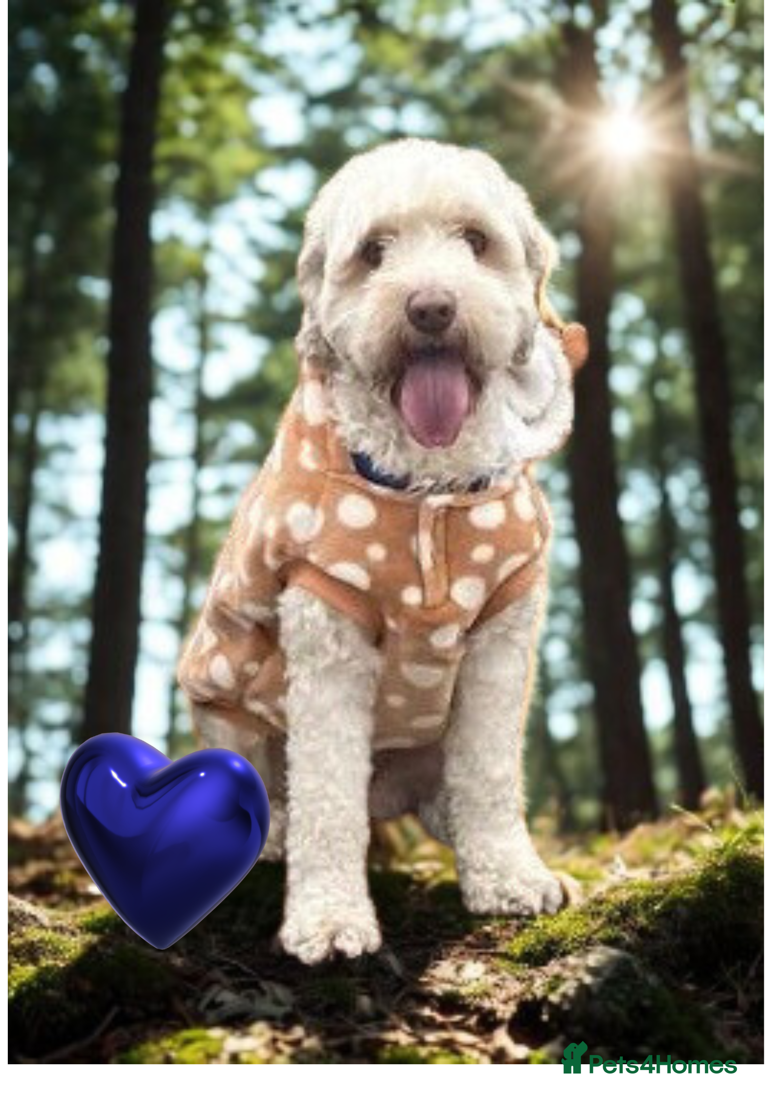 Australian Labradoodle dogs Handsome Proven Australian Labradoodle Stud 🌟 - Advert 15