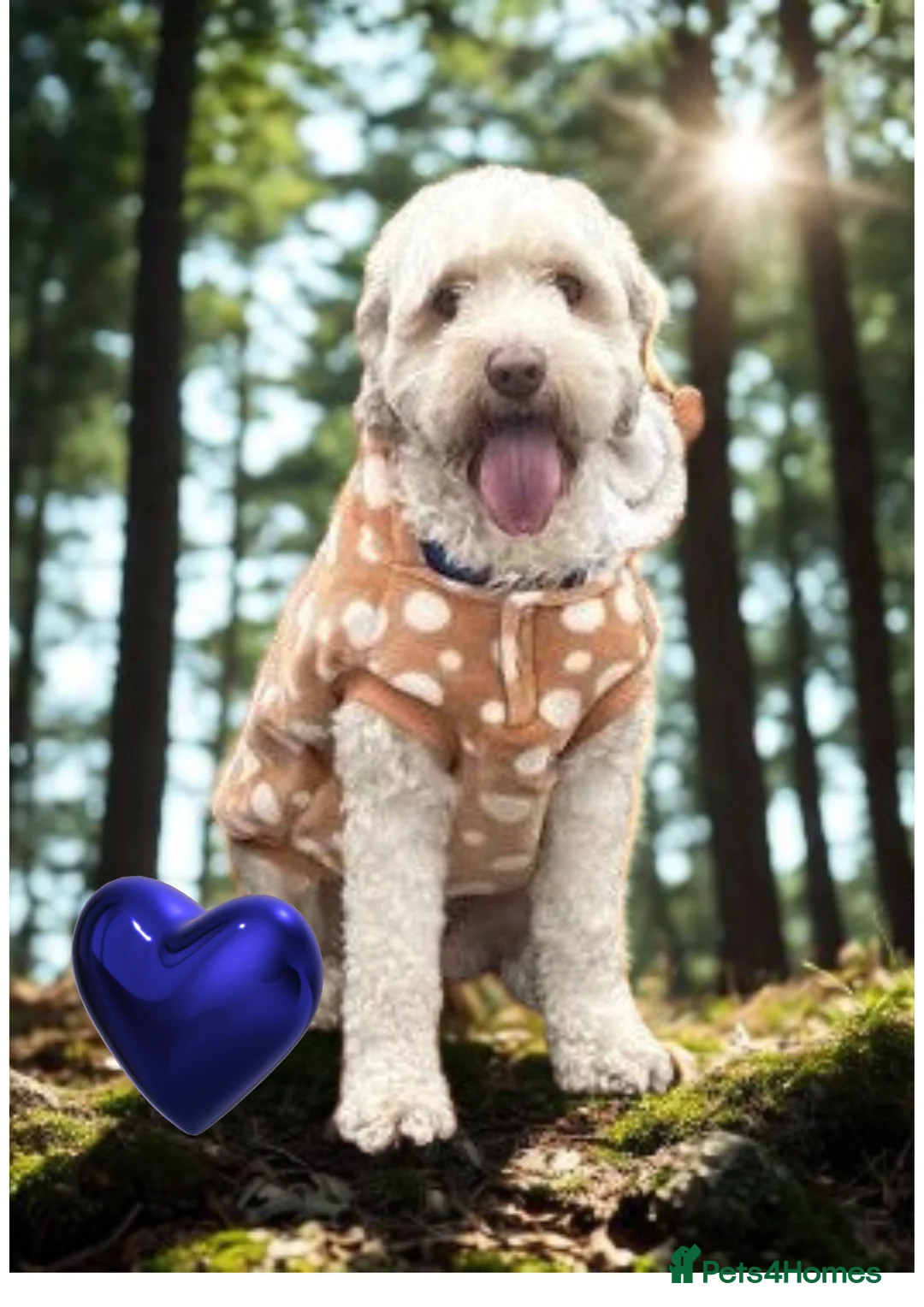 Australian Labradoodle dogs for stud: Handsome Proven Australian Labradoodle Stud 🌟 - Advert 3