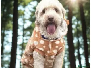 Australian Labradoodle dogs Handsome Proven Australian Labradoodle Stud 🌟 - Advert 15