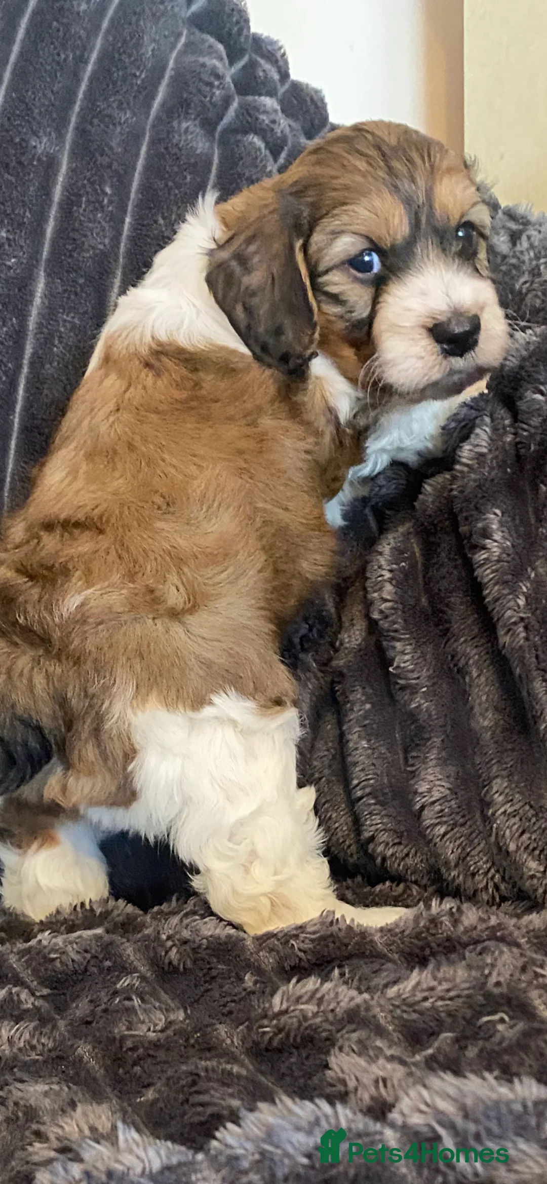 Cockapoo dogs for sale: Cockerpoo pups  - Advert 2