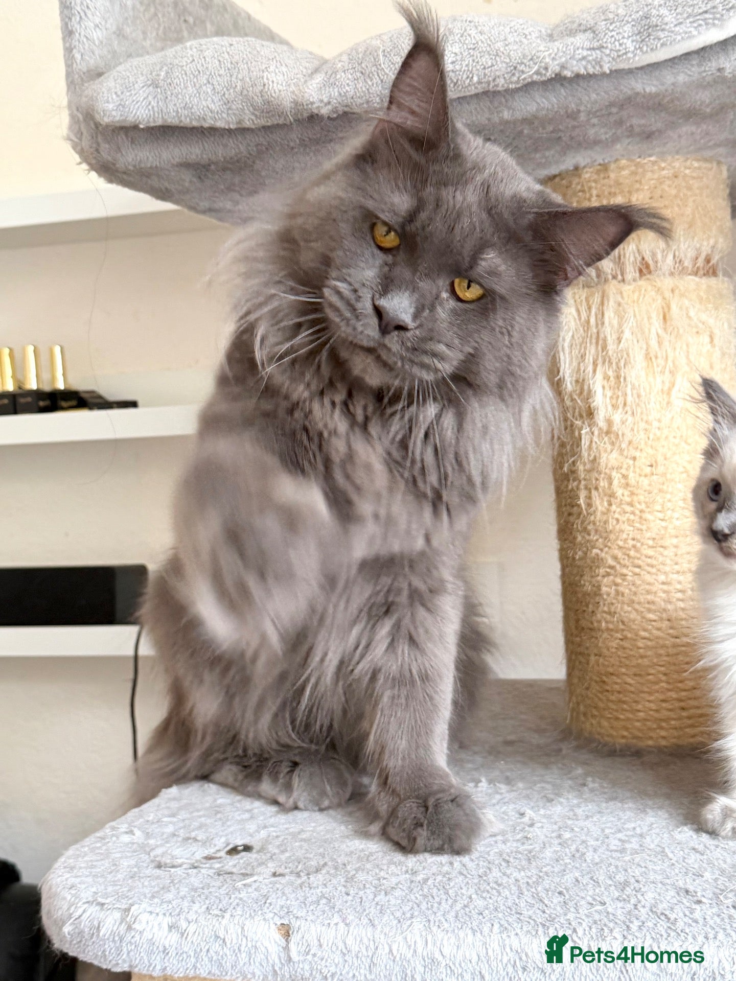 Maine Coon cats Active TICA Registered - Gentle, Friendly, Proven - Advert 4