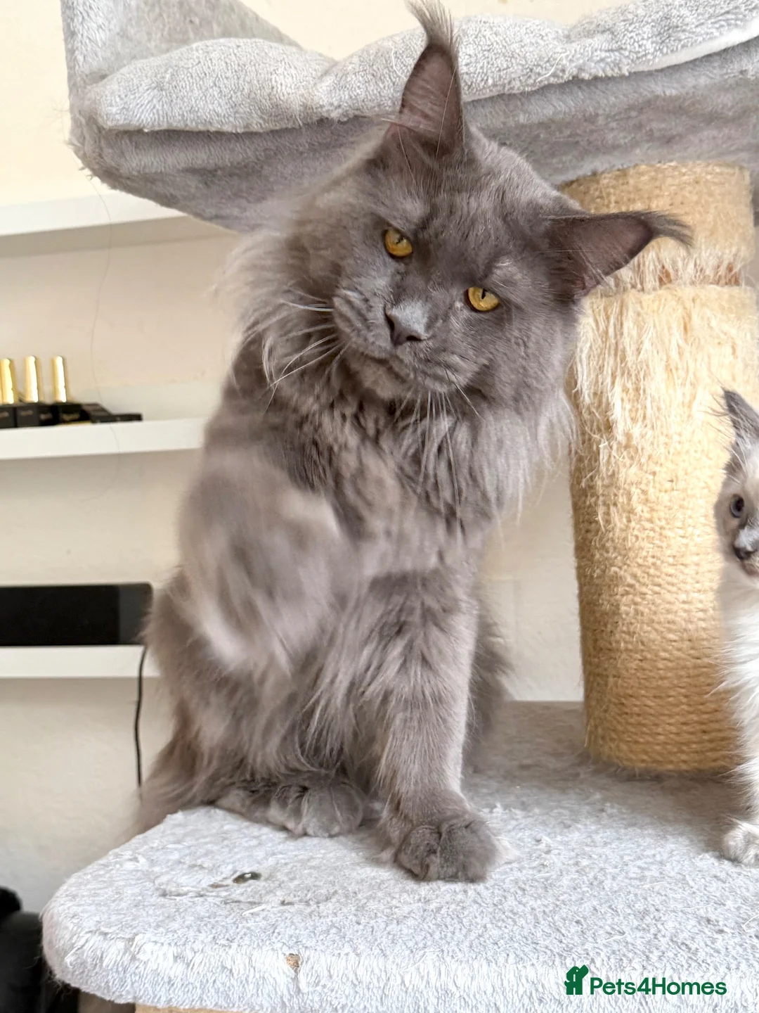 Maine Coon cats for stud: Active TICA Registered - Gentle, Friendly, Proven - Advert 2
