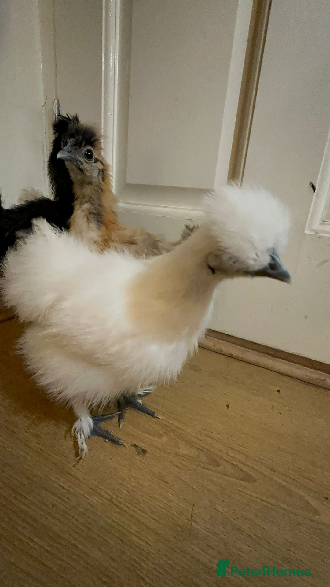 Chickens poultry for sale: 3 Silkie Purebreds for £90 - Advert 5