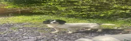 English Springer Spaniel dogs for sale:  springer spaniels pups for sale  - Advert 11