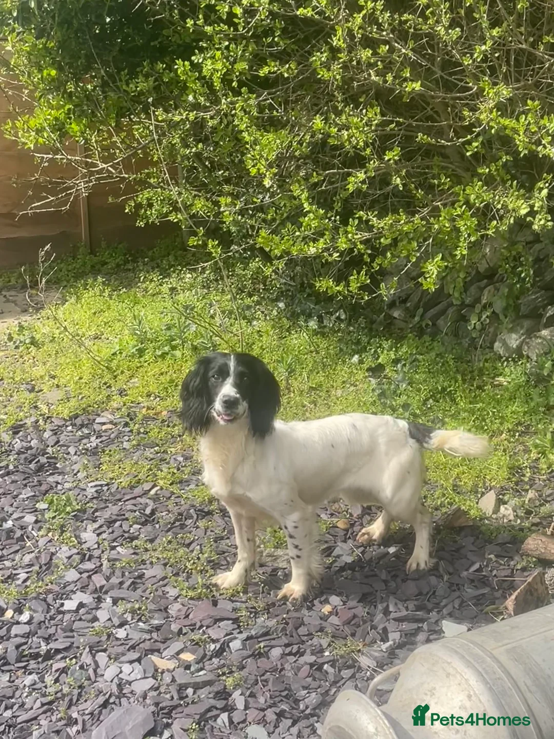English Springer Spaniel dogs for sale:  springer spaniels pups for sale  - Advert 11