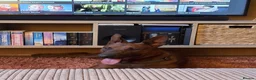 Mixed Breed dogs for sale: Malinois x Chinese Red Dog puppy in Kettering - Advert 3