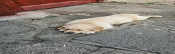Golden Retriever dogs for sale: Golden Retriever puppys in Harrow London  - Advert 21