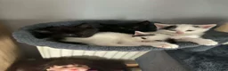 Mixed Breed cats for sale: Sweet cats looking for a good house - Advert 2
