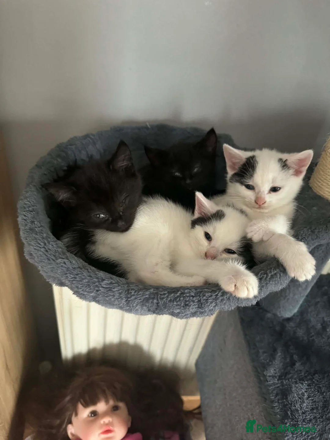 Mixed Breed cats for sale: Sweet cats looking for a good house - Advert 2