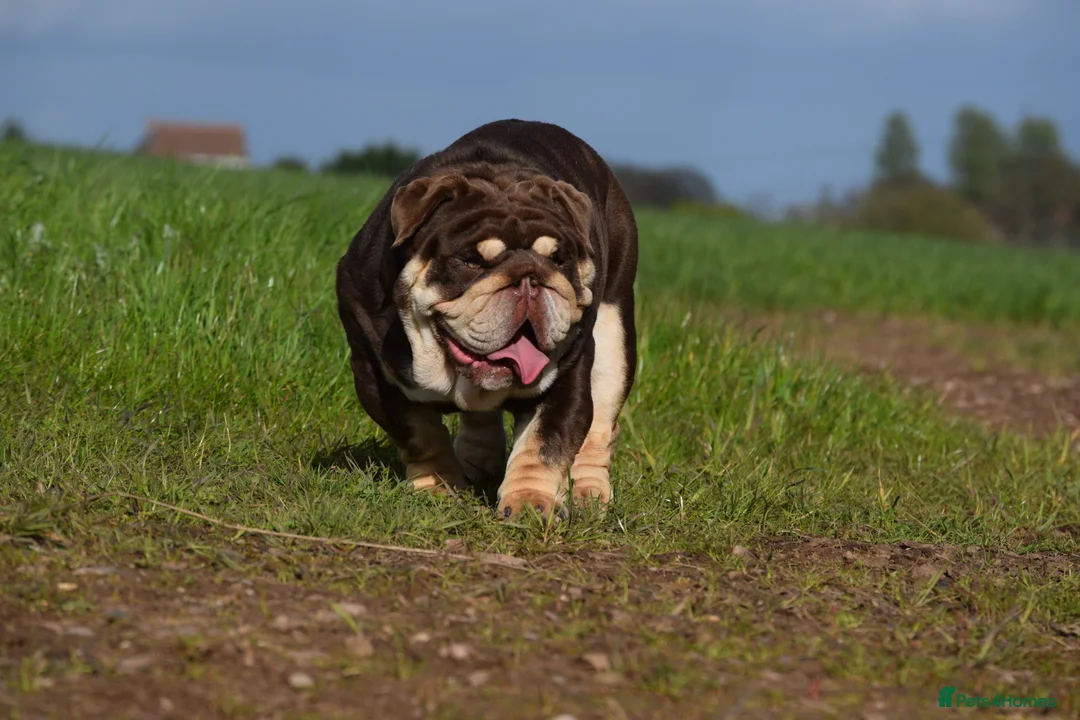 English Bulldog dogs for stud: GLEN COCO for stud in Birmingham - Advert 5