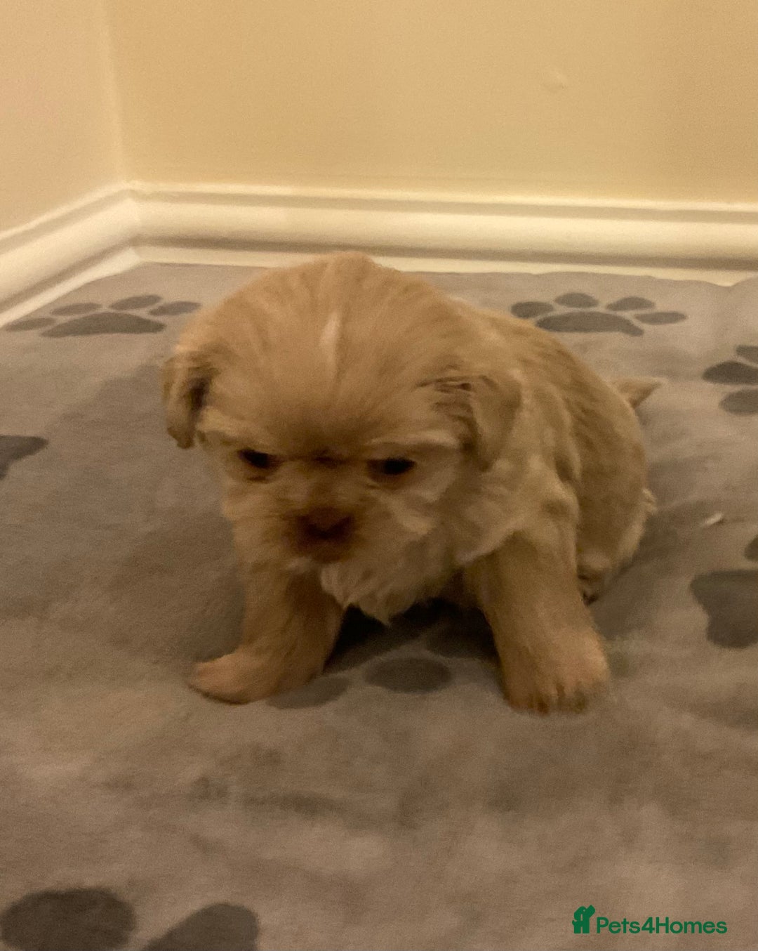 Shih Tzu dogs for sale: Beautiful Shih Tzu pups for sale 💖 - Advert 3