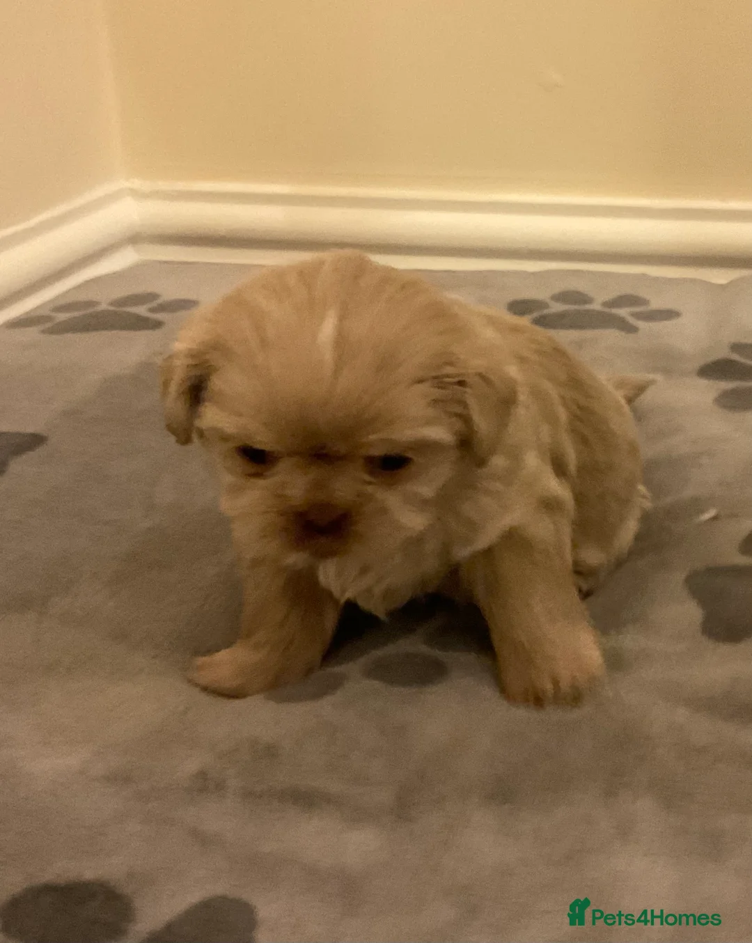 Shih Tzu dogs for sale: Beautiful Shih Tzu pups for sale 💖 - Advert 3