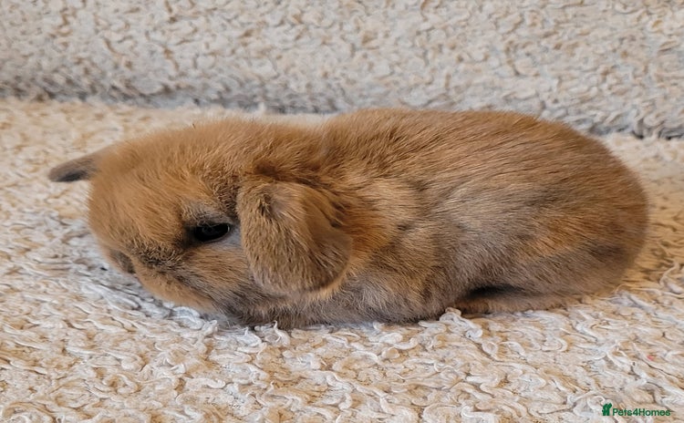 Mini Lop rabbits - Advert 2