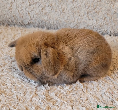 Mini Lop rabbits - Advert 2
