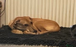 Mixed Breed dogs for adoption: Sweet and loveable Honey, 5 months old - Image 6