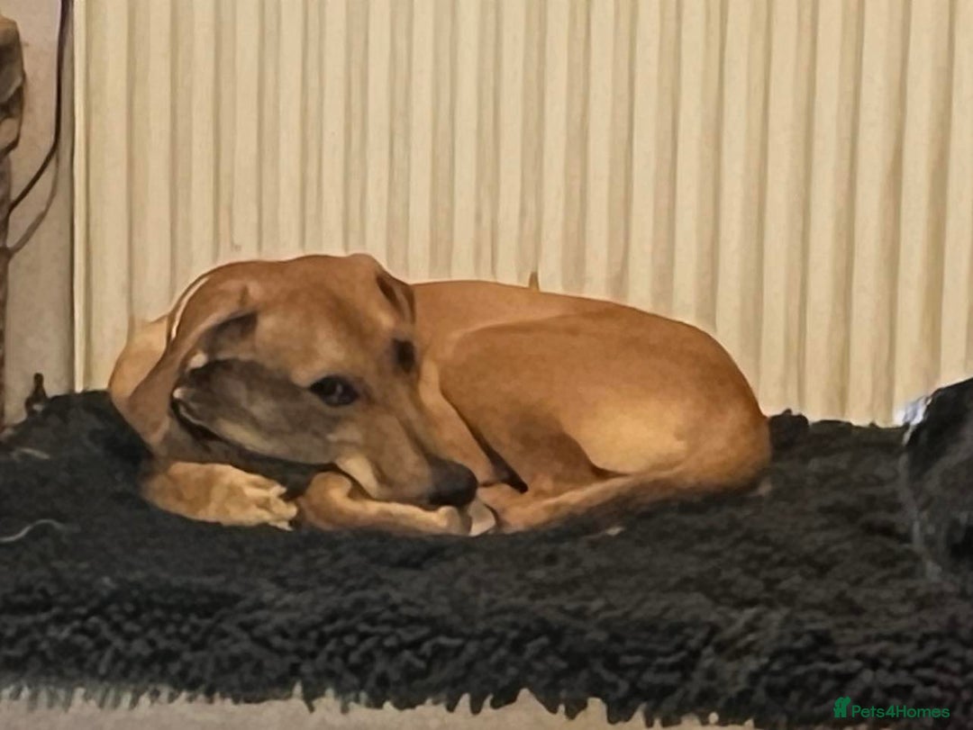 Mixed Breed dogs for adoption: Sweet and loveable Honey, 5 months old - Image 6