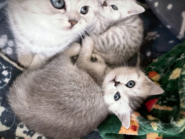 British Shorthair cats - Advert 2