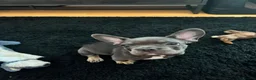 French Bulldog dogs for sale: Female French bulldog puppy in Colchester - Advert 3