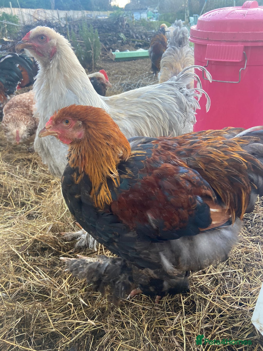 Chickens poultry for sale: Stunning gentle Brahma rooster / cockerels  - Advert 3