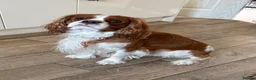 Cavalier King Charles Spaniel dogs for stud: KC, DNA, KC HEART SCHEME GREEN, BVA EYE CLEAR - Advert 6