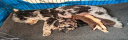 Labradoodle dogs for sale: LABRADOODLE & POODLE  - Advert 1