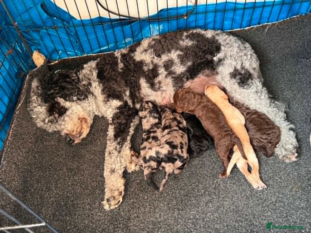 Labradoodle dogs for sale: LABRADOODLE & POODLE  - Advert 1