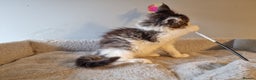 Maine Coon cats for sale: Beautiful Maine Coon kittens  - Advert 8