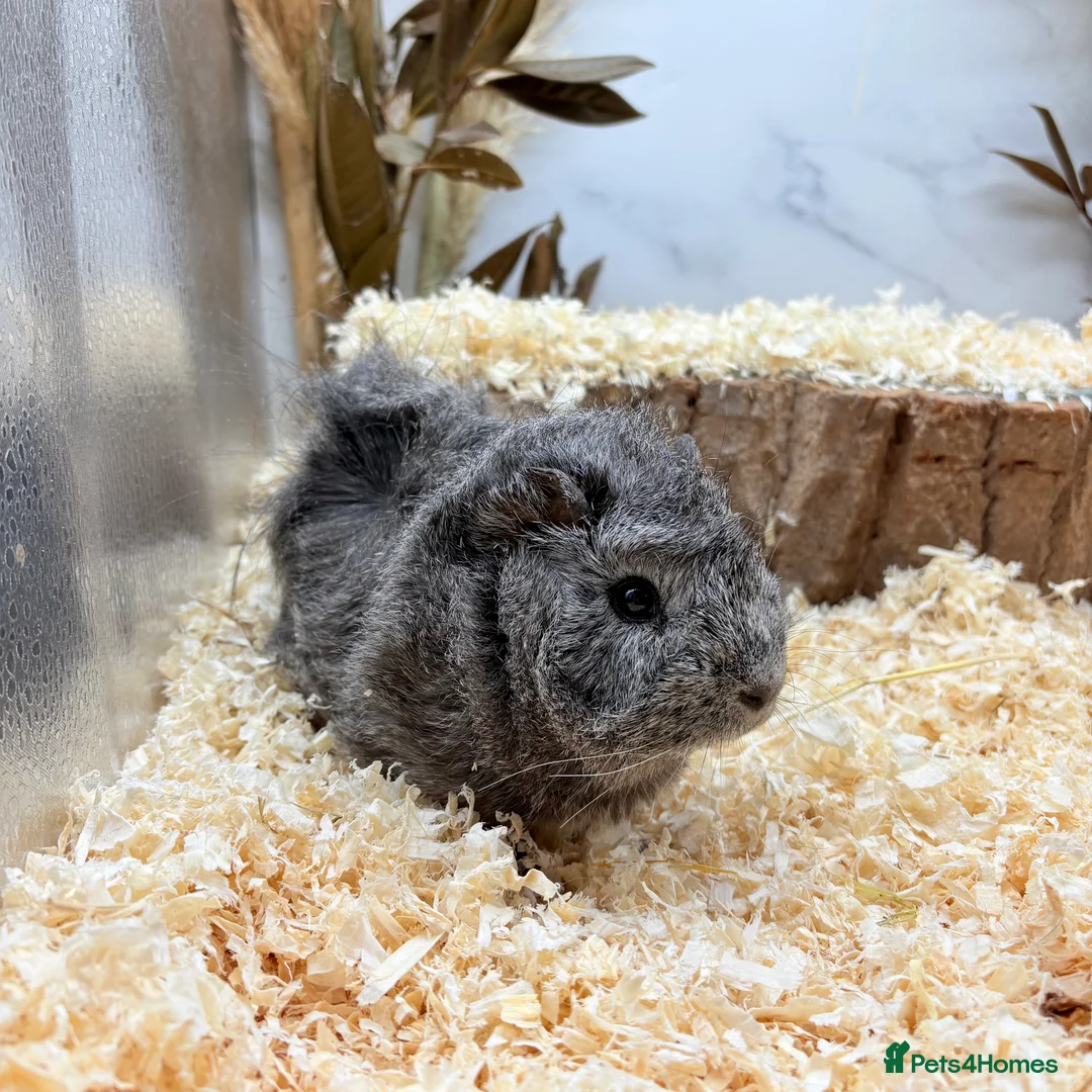 Guinea Pig rodents for sale: Multiple Baby Boy Guinea Pigs for sale  - Advert 6