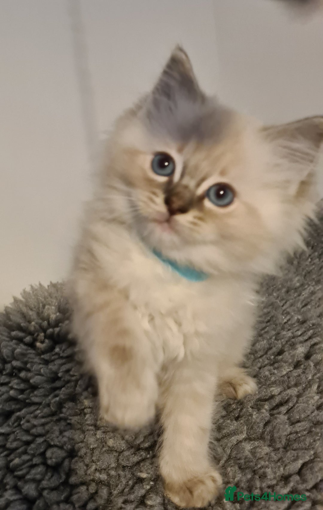 Ragdoll cats for sale: Ragdoll kitten Full Pedigree Beautiful Chunky Boys - Image 2