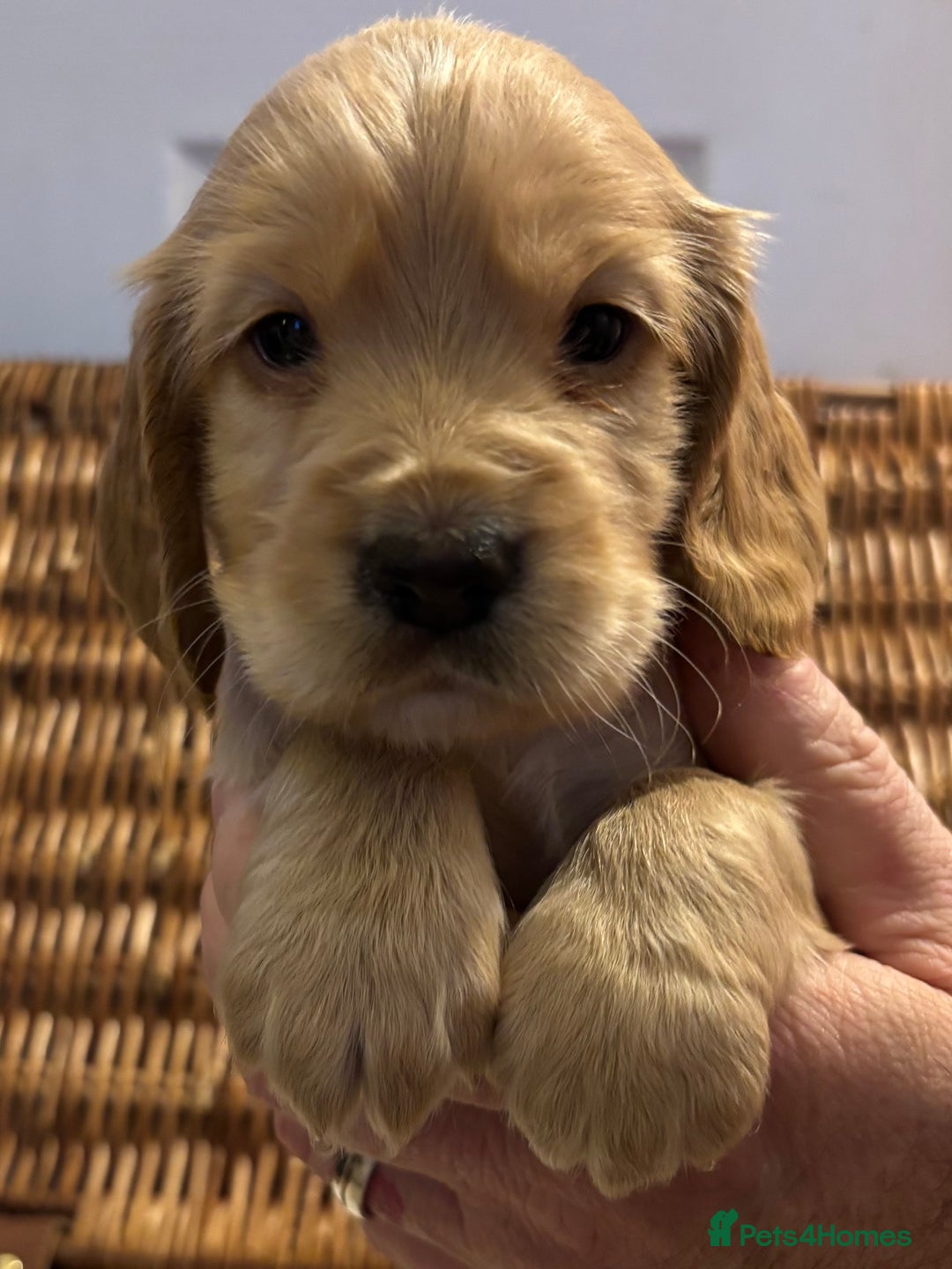 Cocker Spaniel dogs for sale: Working Cocker Spaniel Puppies - Advert 6