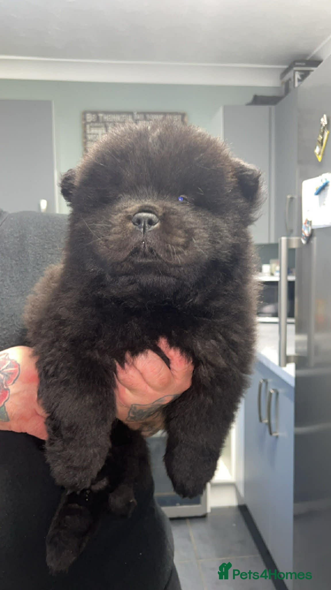 Chow Chow dogs KC Registered Rough Coat Chow Chow Puppies - Advert 5