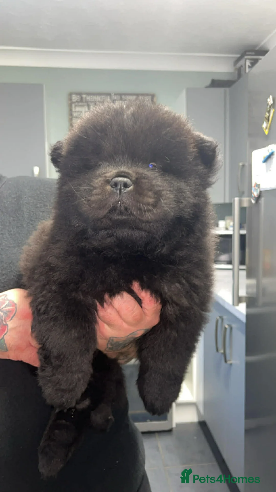 Chow Chow dogs for sale: Rough Coat Chow Chow Puppies in Peterborough - Advert 3