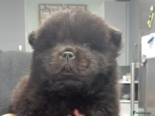 Chow Chow dogs KC Registered Rough Coat Chow Chow Puppies - Advert 5