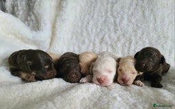 Cockapoo dogs for sale: F1b Cockapoos. Boys & Girls. DNA HEALTH TESTED - Image 27