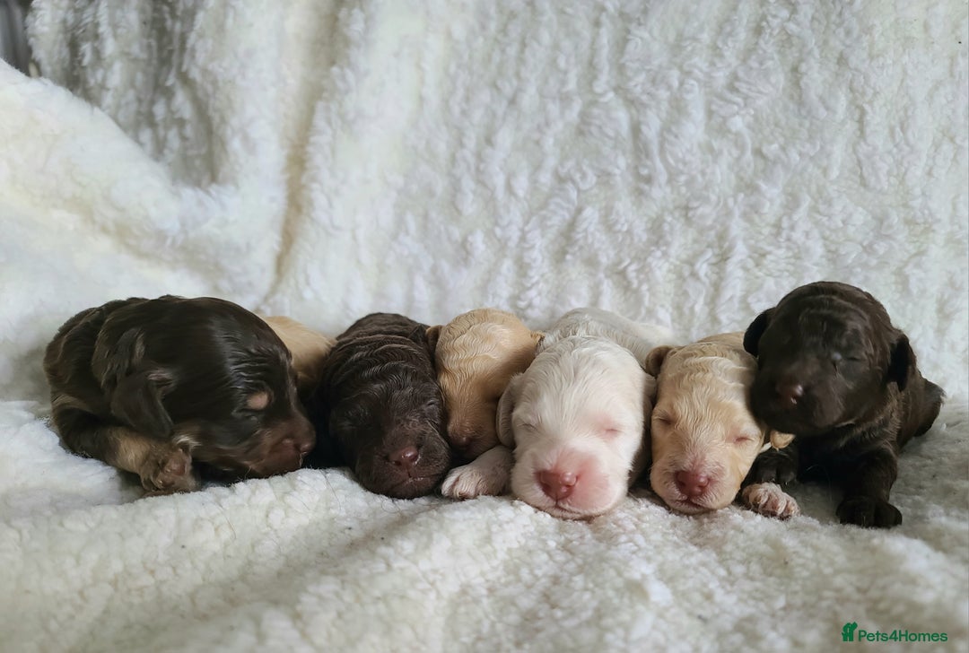 Cockapoo dogs for sale: F1b Cockapoos. Boys & Girls. DNA HEALTH TESTED - Image 27