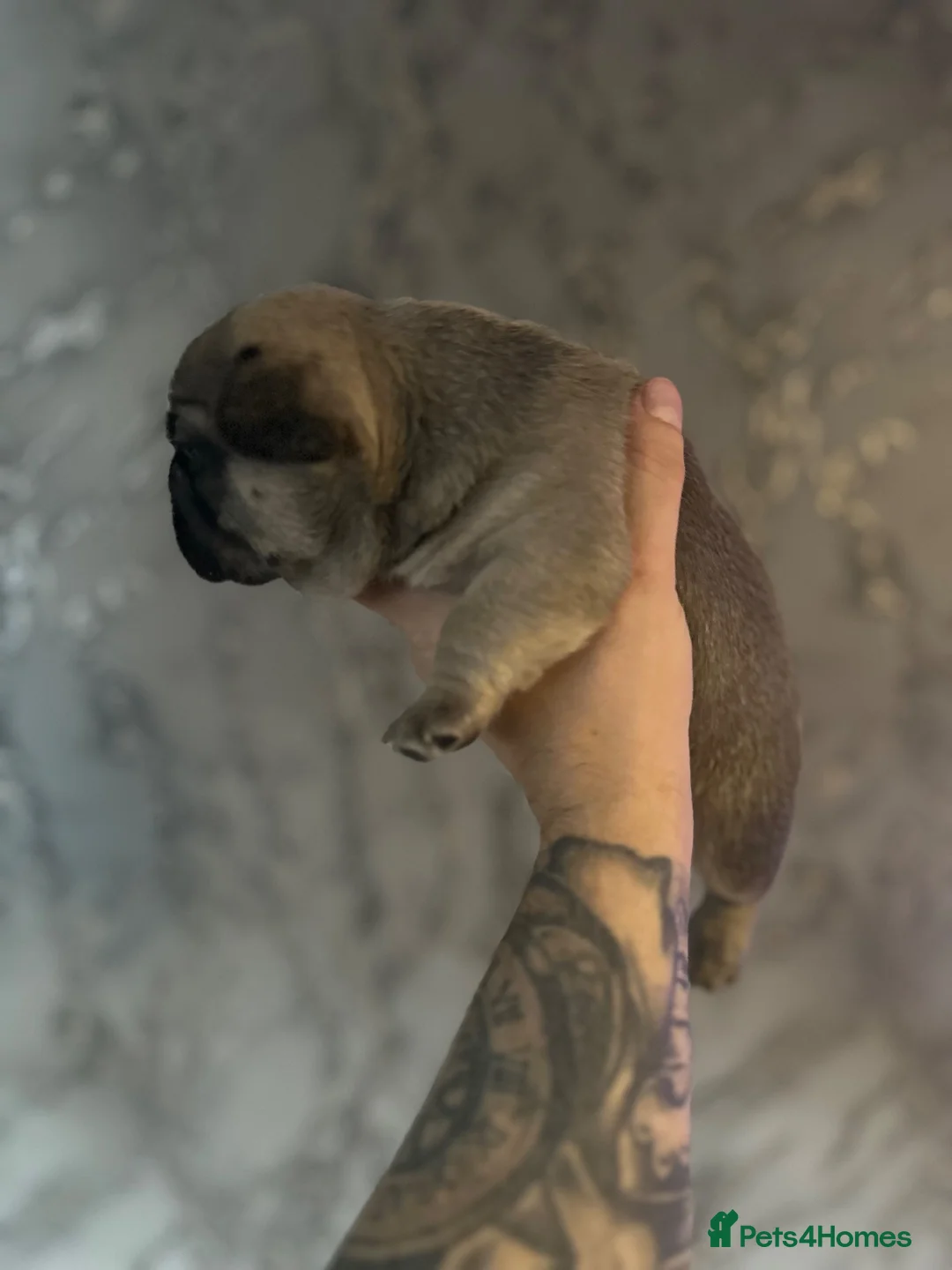 French Bulldog dogs for sale: French bulldogs for sale  - Advert 2