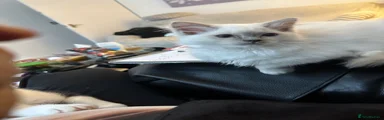 Ragdoll 