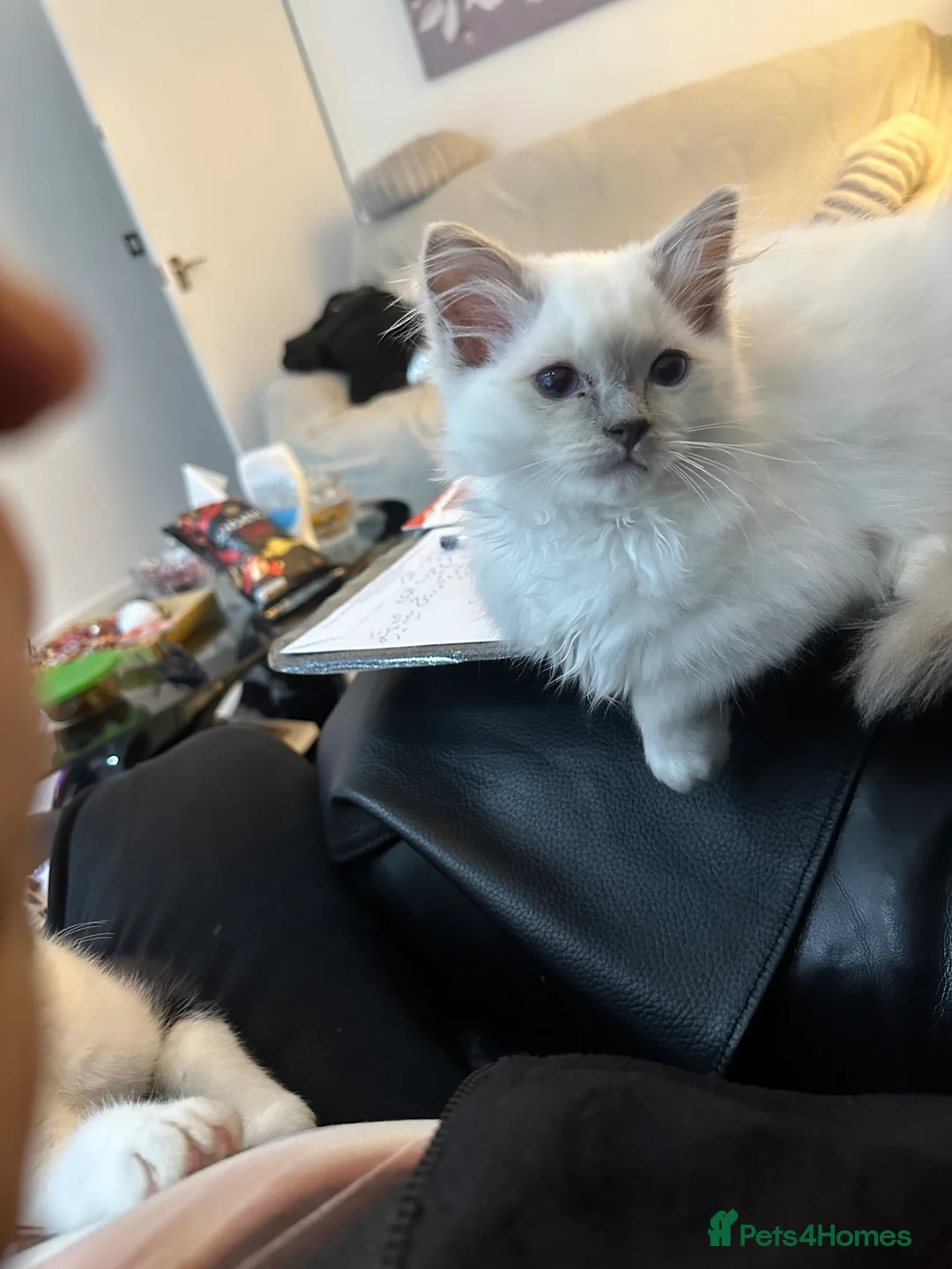 Ragdoll cats for sale: One Tabby and a Ragdoll  - Advert 2