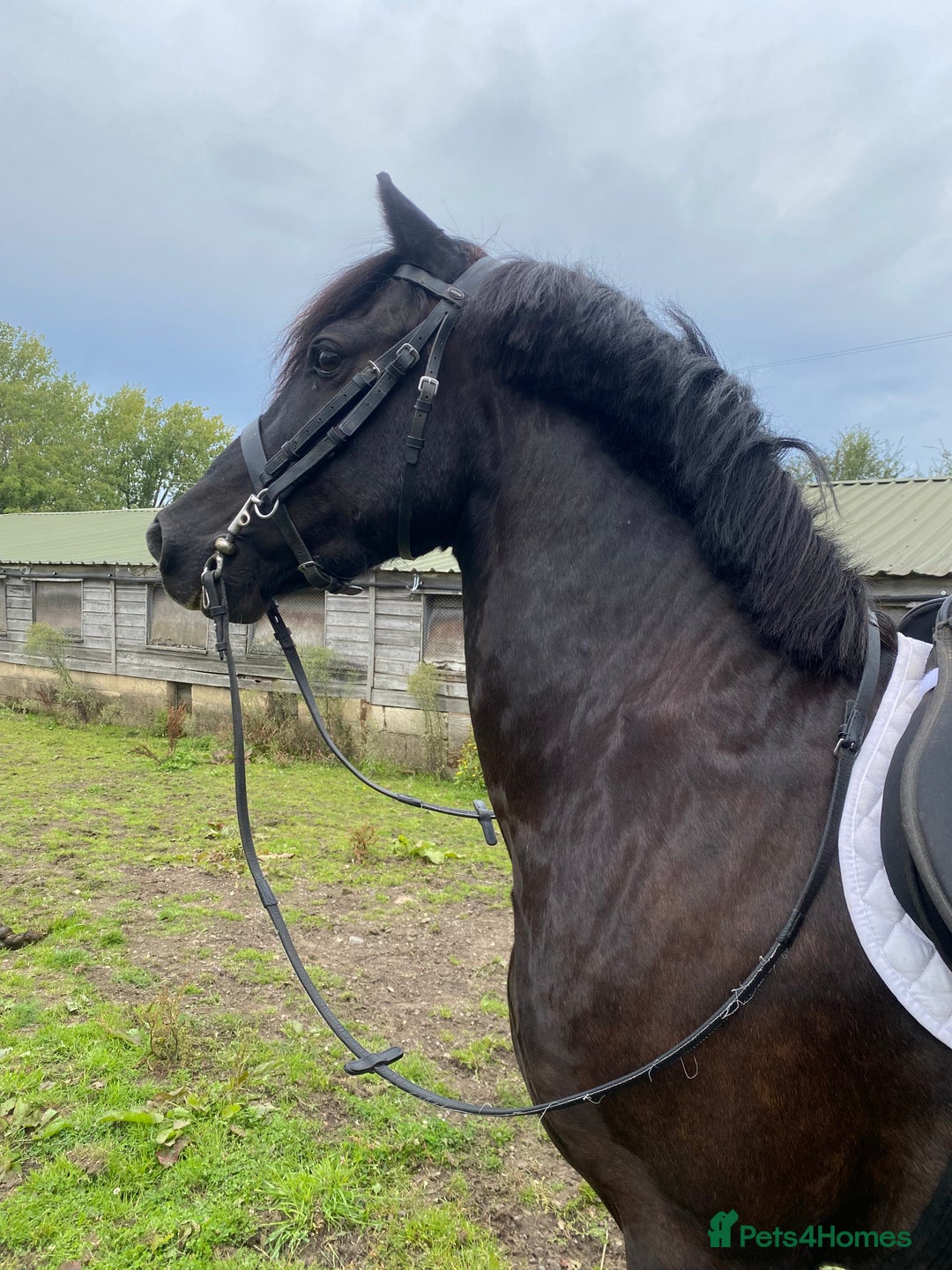 Welsh Section C horses for sale: Welsh C - Advert 4