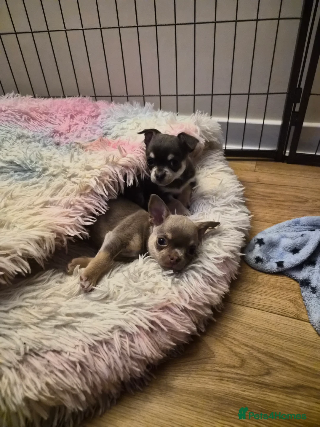Chihuahua dogs for sale: 3 boy chihuahuas  - Advert 3