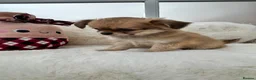Chihuahua dogs for sale: KC LONG COAT CHIHUAHUAS - Advert 11