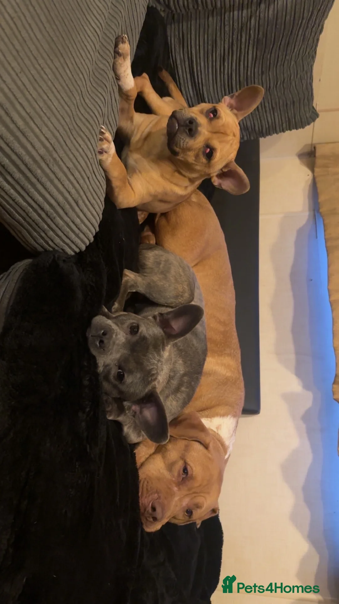 Mixed Breed dogs for sale: Princess  in Crawley - Advert 2