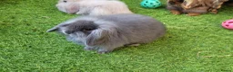 Mini Lion Lop rabbits for sale: Stunning Mini Lion Lops - READY SATURDAY - Advert 24