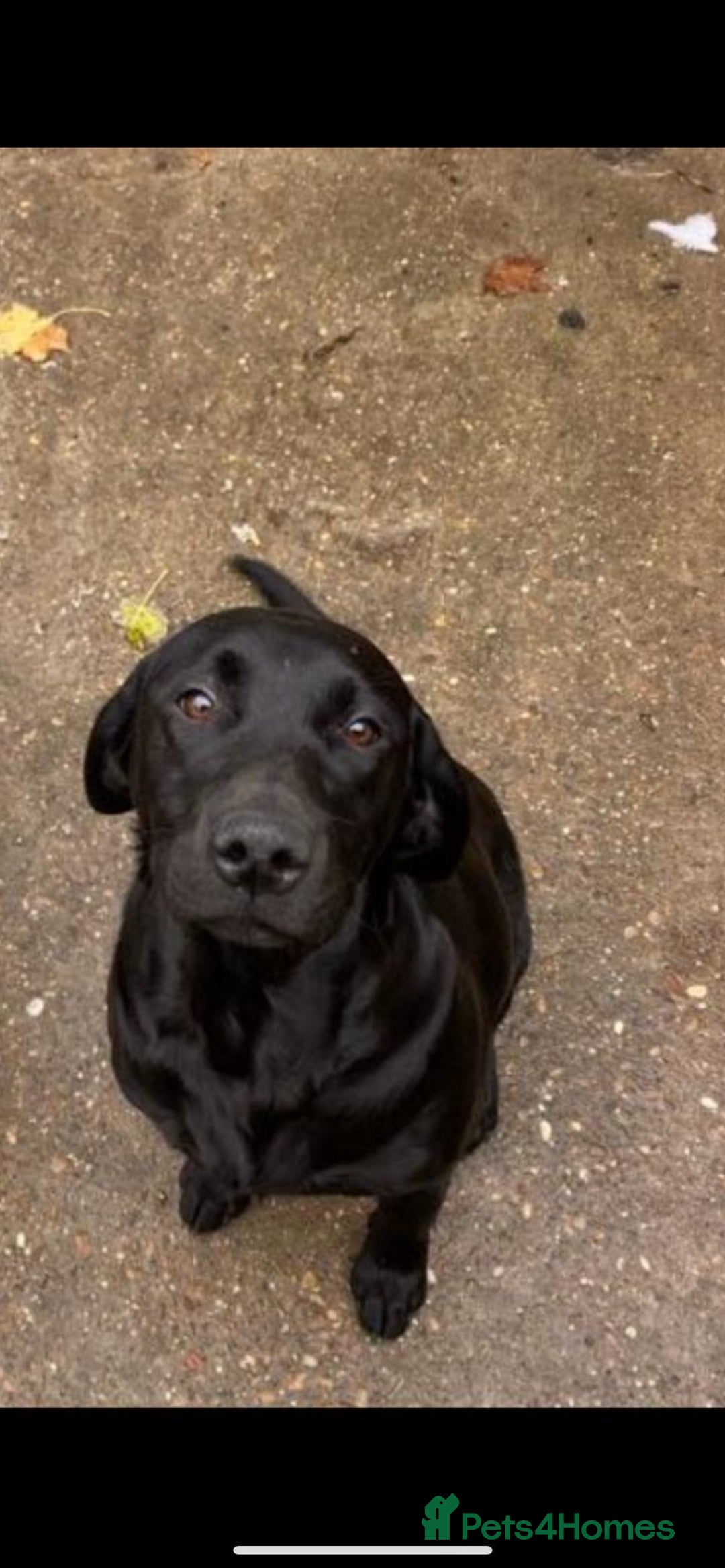 Labrador Retriever dogs for sale: KC registered Labrador pups - Advert 21